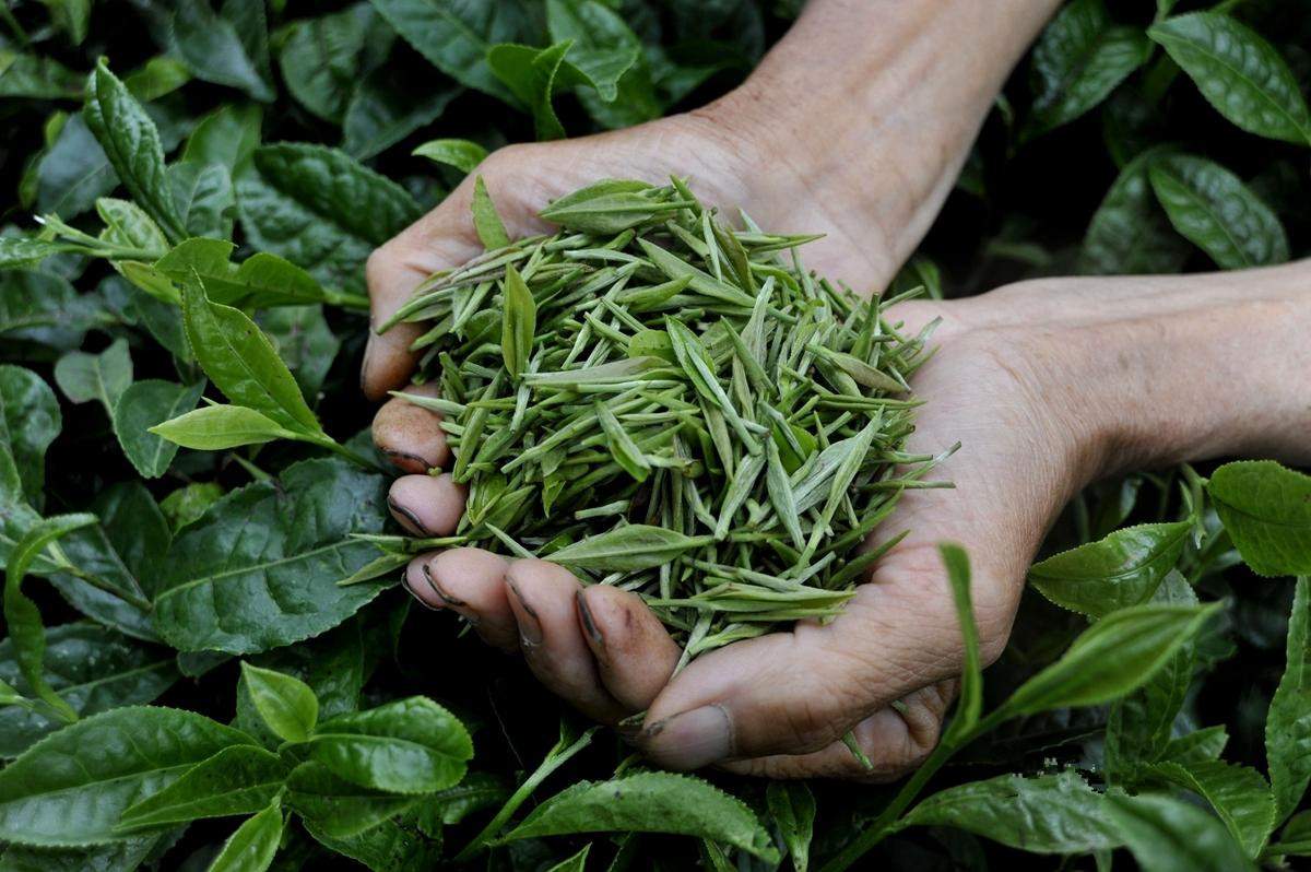 識茶筆記 六大茶類之黃茶篇（一）——探尋那抹“金鑲玉”的獨特韻味