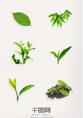 綠意盎然 茶葉圖案元素的藝術(shù)與文化意涵